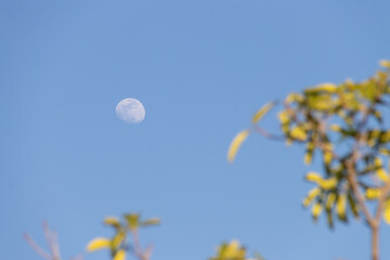 A serene view of the moon against a clear blue sky, framed by vibrant green leaves, capturing a tranquil natural moment.