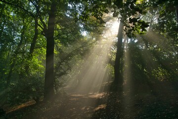 Obraz premium Waldwege im Teutoburger Wald bei Porta Westfalica