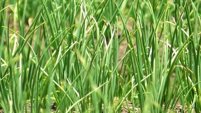 Onions growing in garden in rows in open ground in farm, side view. Garden bed with onion, gardening and farming concept. Farm homestead with agricultural landings. Plants of vegetables, closeup view.