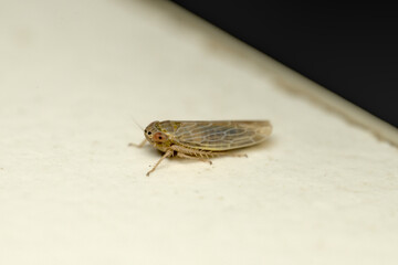Cicadellidae or Leafhoppers