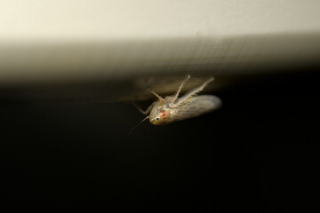 Cicadellidae or Leafhoppers