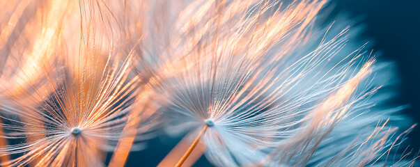 A detailed macro photograph of a dandelion head with its white seeds ready to disperse