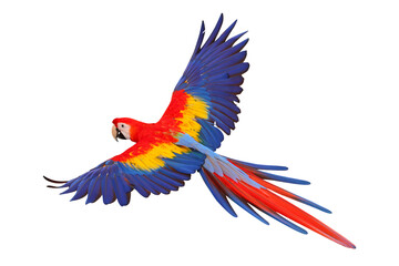 Colorful flying Scarlet Macaw parrot isolated on transparent background png file