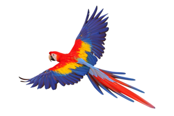 Colorful flying Scarlet Macaw parrot isolated on transparent background png file