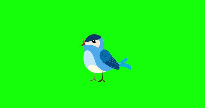 Blue passerine bird cartoon animation character singing greenbox. Blinking eyes seamless loop behaviour isolated animal part of a serie moves. 4K video film movie for any landscape background.
