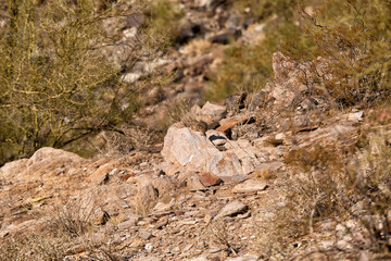 Harris' Antelope Ground Squirrel (Ammospermophilus harrisii), on a rock, Piestewa Mountain, Phoenix, Arizona