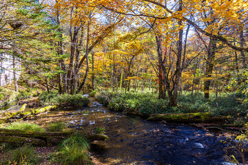 Obraz premium 栃木県 日光の紅葉風景 
