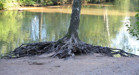 The exposed root system of a tree on the river bank