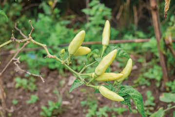 Cayenne peppers are found on chili trees that grow abundantly in gardens and look attractive