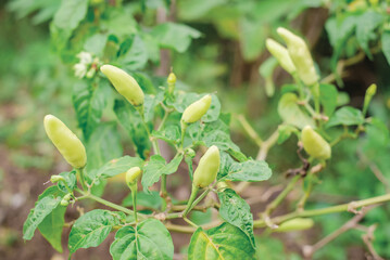 Cayenne peppers are found on chili trees that grow abundantly in gardens and look attractive