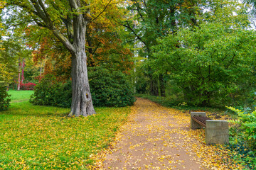 Autumn in park.  A path among trees. Bench for vacationers.  Sunlight illuminates  trees and gently falls on path.  A beautiful alley in  city park with  first yellow leaves.