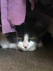 Cat hiding