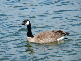 Canadian goose on the ocean