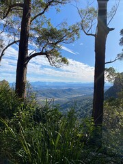 Rainforest with a view