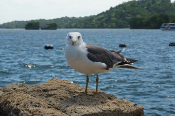 松島湾の岩場に乗るウミネコ Larus crassirostris