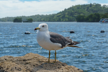 松島湾の岩場に乗るウミネコ Larus crassirostris