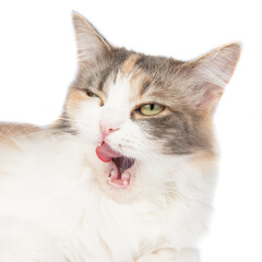 Bright longhair multicolor cat portrait isolated on the white background