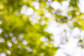 blurred Sunlit green leaves with a soft, blurred background