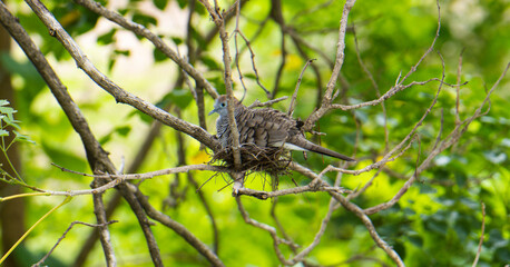 Doves make nests on trees and incubate eggs with green foliage