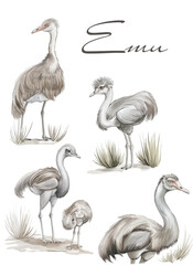 Emu ostrich watercolor illustration. Hand drawn native Australian bird. Single emu side view element. Australia wildlife animal.