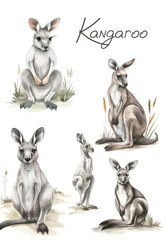Watercolor kangaroo isolated on white background. Australian kangaroo