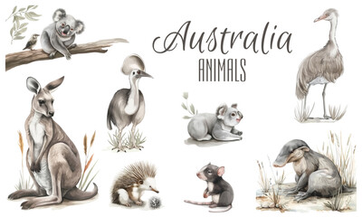 Australia animal and bird watercolor set. Hand drawn kangaroo, koala, kookaburra, echidna, kingfisher, cassowary, eucalyptus branch realistic collection. Astralia wildlife flora and fauna set