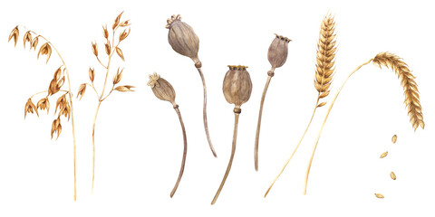 Oat branches, dried poppy seed heads and ears of wheat, cereal. Big floral set. Hand drawn botanical watercolor illustration isolated on white. For clip art cards label package