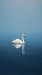 Obraz premium Swan in the lake outdoors animal nature.
