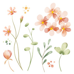 Flowers and leaves set, floral watercolor illustration for greeting card, invitation and other printing design. Isolated on white. Hand painting.