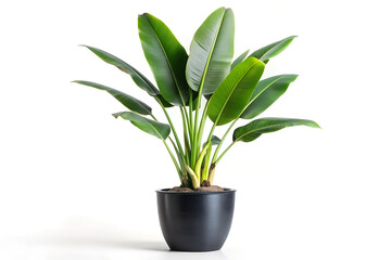 Plant of Strelitzia Ravenala banana put on tall style ceramic matte surface black pot isolated on white background.