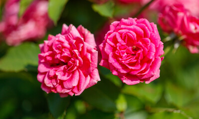 Close-up of pink roses in nature