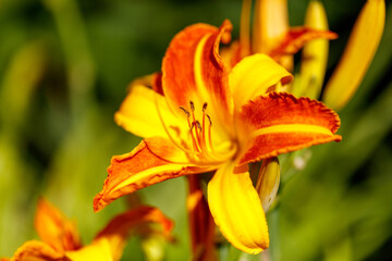 Orange lily flower in nature. Close-up