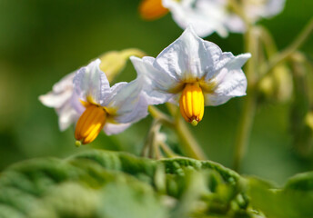 Flowers on potatoes in the garden. Macro