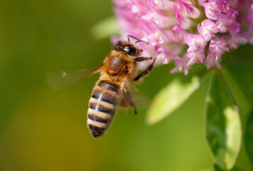 Bee on a pink clover flower. Macro