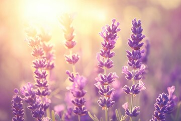 Obraz premium Sunset glow lavender field in serene countryside