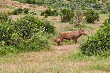 Eine Reise durch Südafrika. Auf Safari durch die afrikanische Savanne.