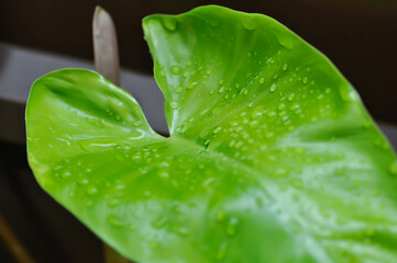Philodendron , Philodendron erubescens or K Koch and Augustin and rain drop