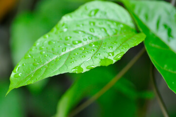 passion fruit plant, Passiflora edulis or Passionfruit or Maracuja leaf and rain drop