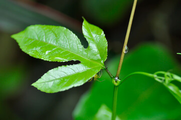 passion fruit plant, Passiflora edulis or Passionfruit or Maracuja leaf and rain drop