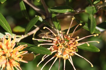 Western Honey Bee (Apis mellifera) collecting nectar from Grevillea 'Apricot Glow', South Australia