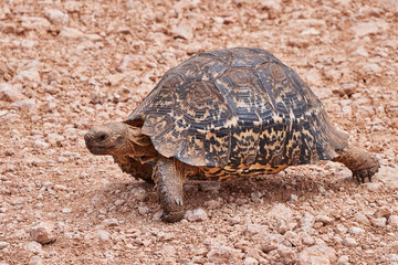 Eine Reise durch Südafrika. Auf Safari durch die afrikanische Savanne.