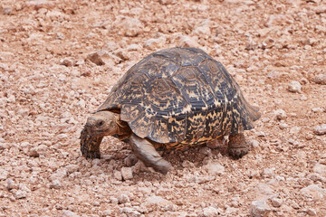 Eine Reise durch Südafrika. Auf Safari durch die afrikanische Savanne.