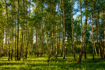 Obraz premium Grove of birches with young green leaves at sunset or sunrise in spring or summer.