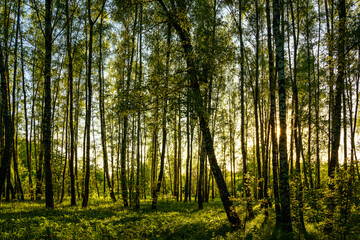 Grove of birches with young green leaves at sunset or sunrise in spring or summer.