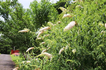 白いブッドレアの円錐形の花
