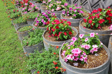 Fototapeta premium 鉢に植えられたニチニチソウの花壇