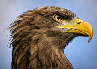 A close up of a White-tailed Eagle (sea eagle)