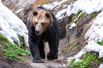 Bär im Gebirge bei schnee