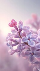 Close-up of lilac flowers with soft pastel background, nature beauty concept