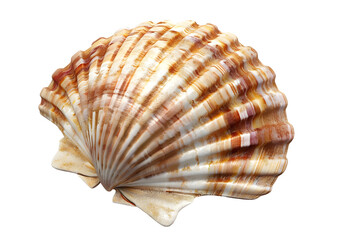Fototapeta premium Seashell with ridged pattern, marine object for decoration. Isolated on a transparent background